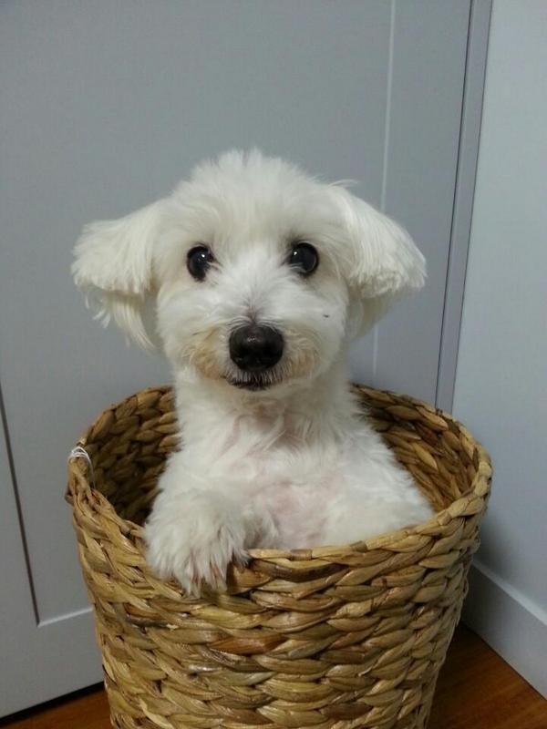 남자 아이돌이 키우는 강아지들 | 인스티즈