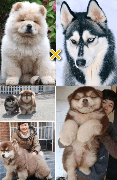 시베리안 허스키와 차우차우 믹스견의 충격적인 비쥬얼...JPGIF | 인스티즈