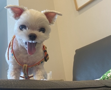 '강아지'도 웃을까? | 인스티즈