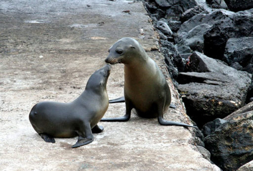 물개? 바다사자? 물범? 헷갈리는 바다친구들에 대해 알아보자.jpgif | 인스티즈