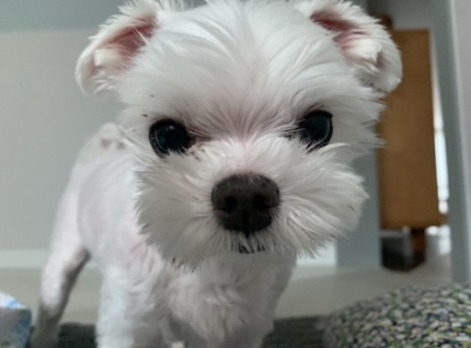 '강아지'도 웃을까? | 인스티즈