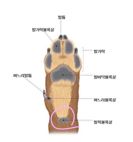 견주가 아니라면 잘 모르는 강아지의 비밀 | 인스티즈