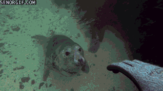 물개? 바다사자? 물범? 헷갈리는 바다친구들에 대해 알아보자.jpgif | 인스티즈