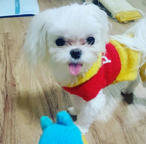 남자 아이돌이 키우는 강아지들 | 인스티즈