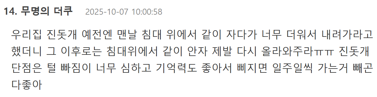 진돗개가 한국사람과 찰떡인 이유 | 인스티즈