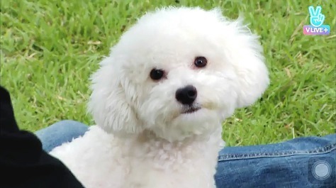 남자 아이돌이 키우는 강아지들 | 인스티즈