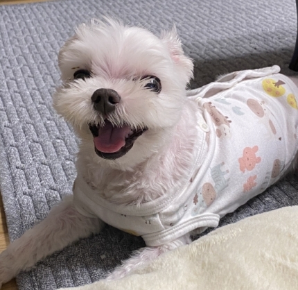 '강아지'도 웃을까? | 인스티즈