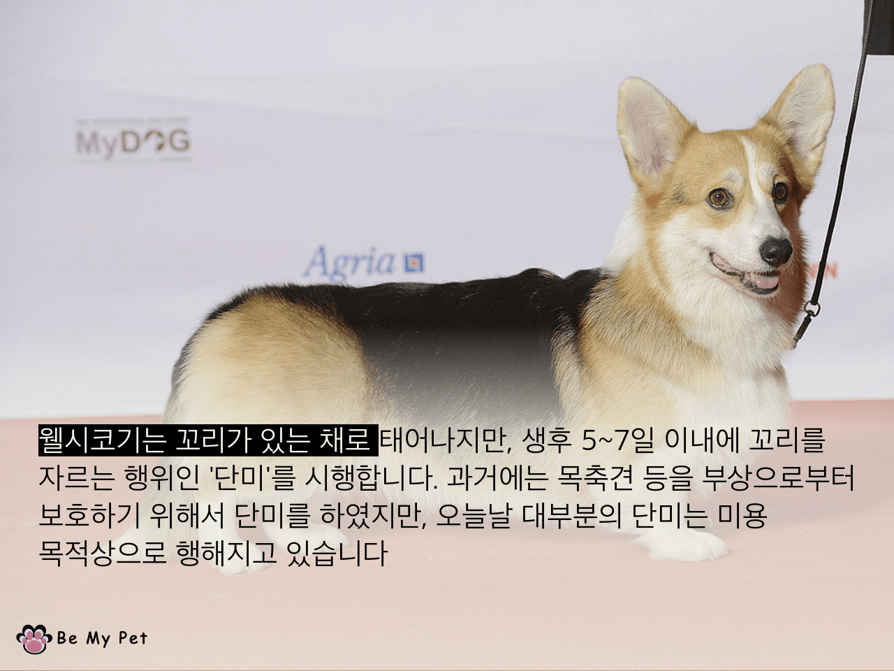 [사진주의] 웰시코기가 왜 꼬리가 없는지 알아? | 인스티즈