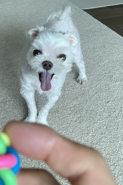 '강아지'도 웃을까? | 인스티즈