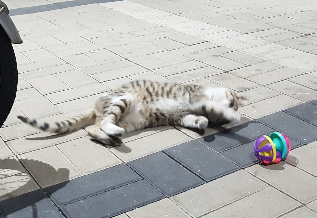 회사 길고양이에게 배신감을 느낍니다.. 그후 이야기 | 인스티즈
