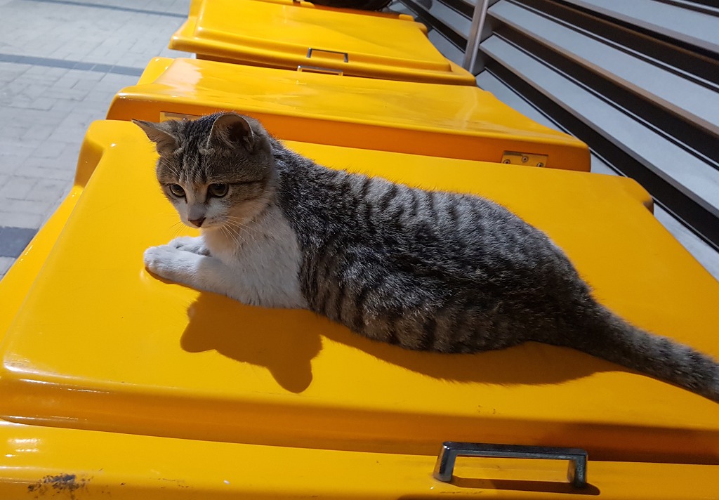 회사 길고양이에게 배신감을 느낍니다.. 그후 이야기 | 인스티즈