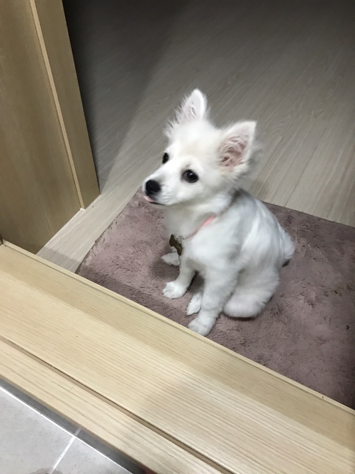 강아지의 다양한 표정을 같이 알아보자2 (feat.망한사진대잔치) | 인스티즈