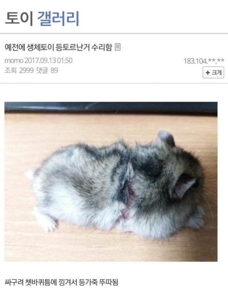 다친 햄스터 야매로 수술해준 디시인 | 인스티즈