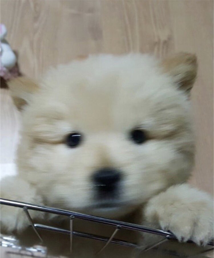 나인뮤지스 경리가 키우는 강아지 ㅠ 졸라 귀엽긔 ㅠ.jpgif | 인스티즈