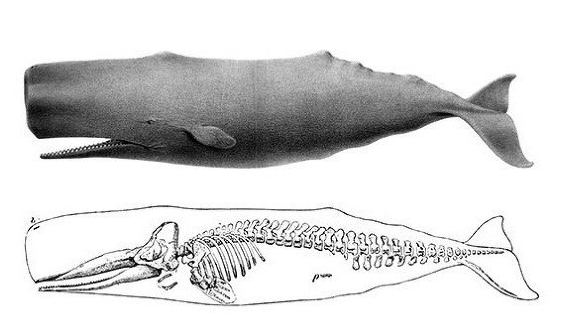 우리가 아는 공룡의 모습은 진짜일까? .jpg | 인스티즈