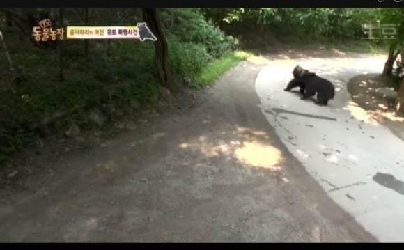동물농장 - 공격당한 암컷 곰 | 인스티즈