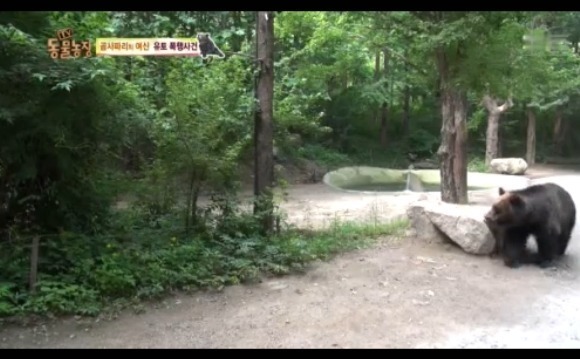 동물농장 - 공격당한 암컷 곰 | 인스티즈