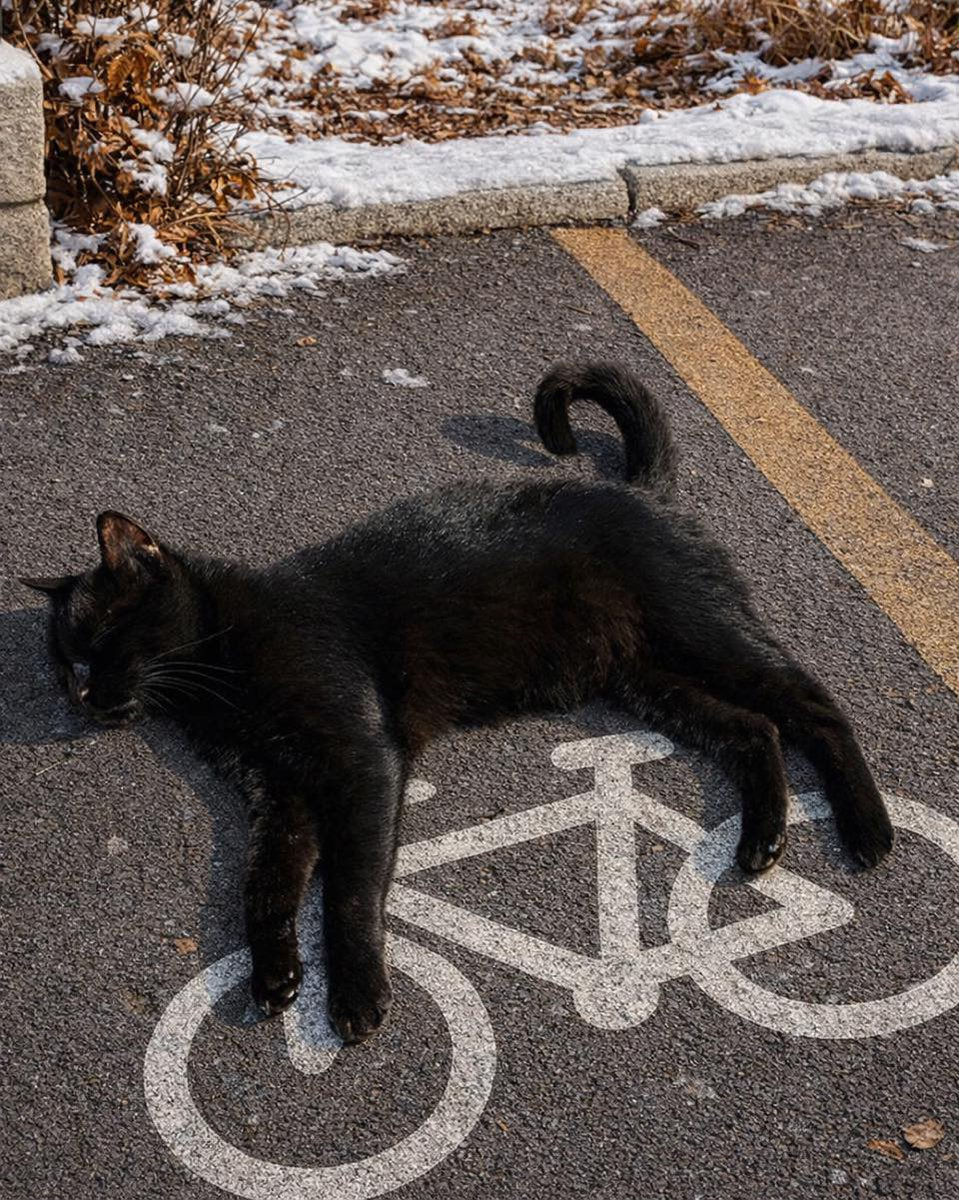 자면서 자전거 타는 고양이 발견 | 인스티즈