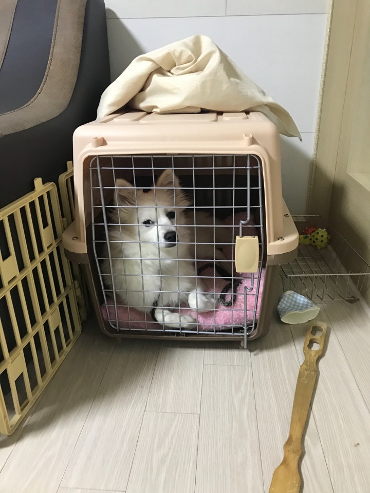 강아지의 다양한 표정을 같이 알아보자2 (feat.망한사진대잔치) | 인스티즈