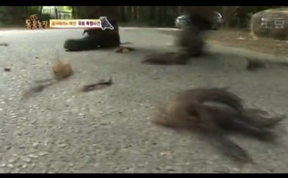 동물농장 - 공격당한 암컷 곰 | 인스티즈