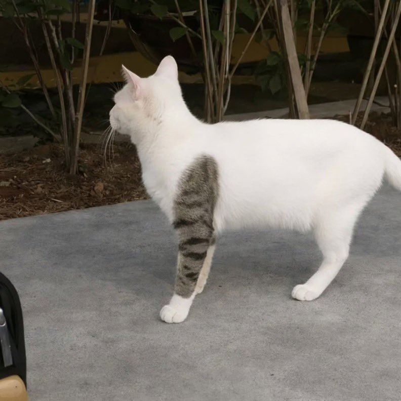 길에서 이런 문신한 길냥이 만나면 도망가야함.jpg | 인스티즈