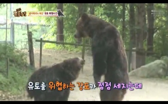 동물농장 - 공격당한 암컷 곰 | 인스티즈