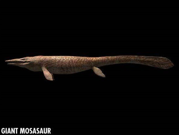 우리가 아는 공룡의 모습은 진짜일까? .jpg | 인스티즈