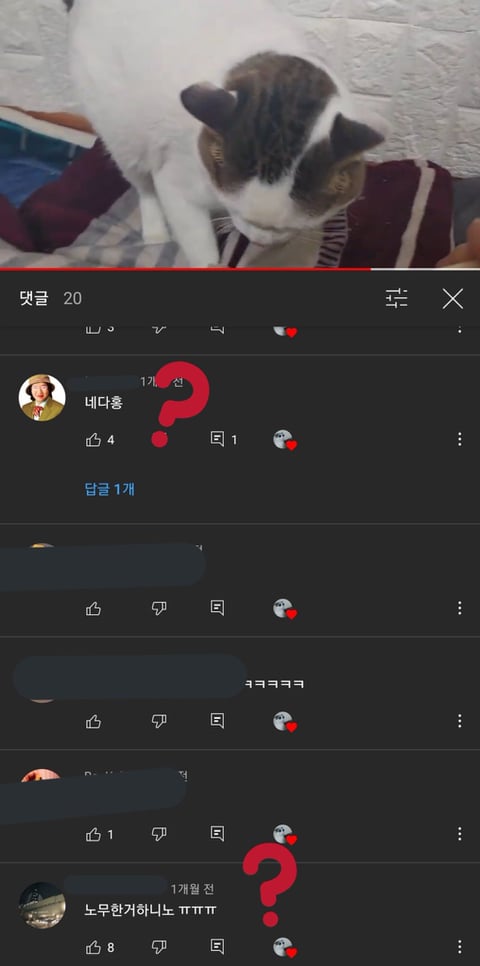 억울하게 생겨서 유명해진 고양이 '억울이' 주인 일베 논란 | 인스티즈