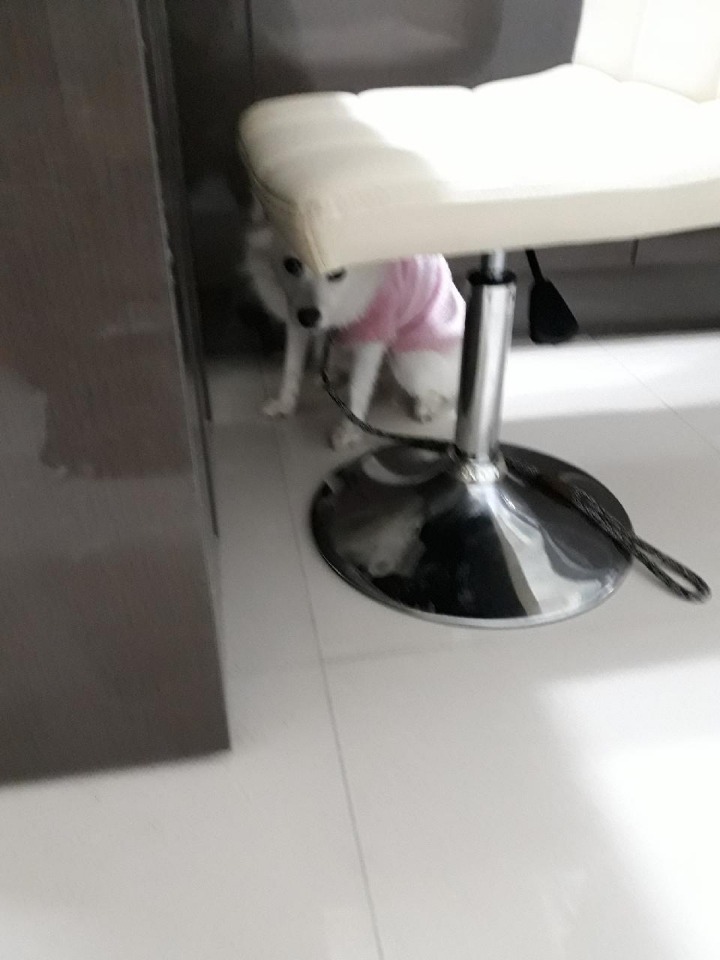 강아지의 다양한 표정을 같이 알아보자2 (feat.망한사진대잔치) | 인스티즈