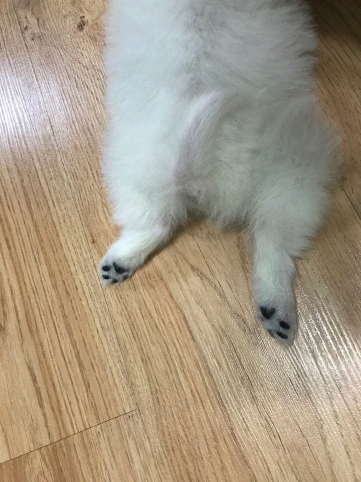 강아지의 다양한 표정을 같이 알아보자2 (feat.망한사진대잔치) | 인스티즈