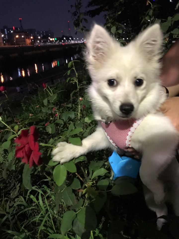 강아지의 다양한 표정을 같이 알아보자2 (feat.망한사진대잔치) | 인스티즈