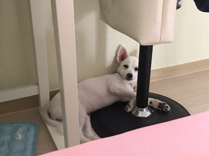 강아지의 다양한 표정을 같이 알아보자2 (feat.망한사진대잔치) | 인스티즈