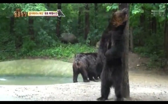 동물농장 - 공격당한 암컷 곰 | 인스티즈