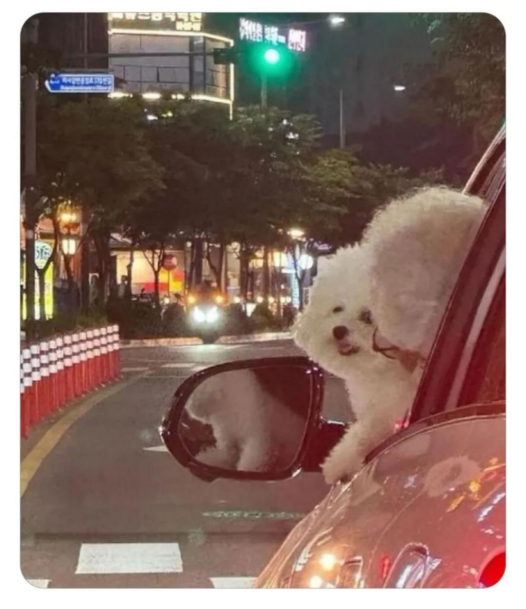 귀여운 비숑 두마리 | 인스티즈