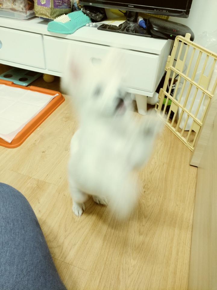 강아지의 다양한 표정을 같이 알아보자2 (feat.망한사진대잔치) | 인스티즈