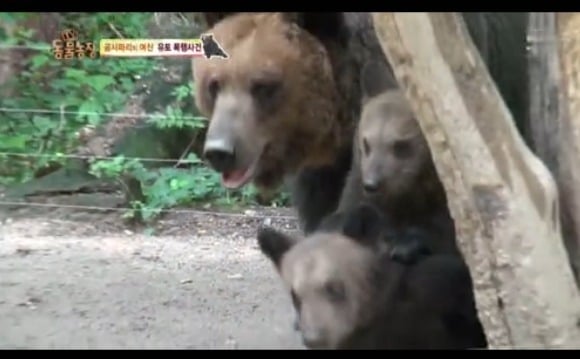 동물농장 - 공격당한 암컷 곰 | 인스티즈