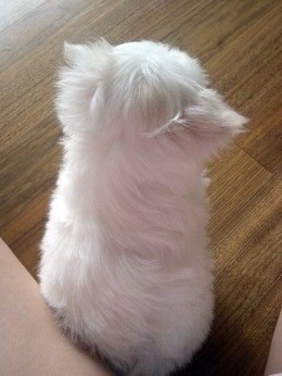 삐진 강아지.jpg | 인스티즈