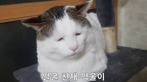 억울하게 생겨서 유명해진 고양이 '억울이' 주인 일베 논란 | 인스티즈