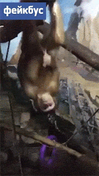 주의) 원숭이 자위하는 움짤.gif | 인스티즈