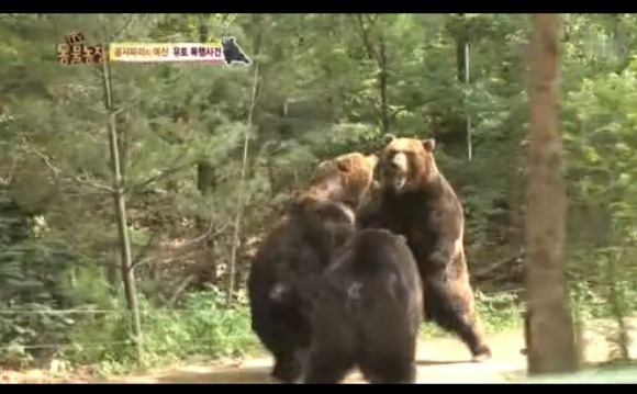 동물농장 - 공격당한 암컷 곰 | 인스티즈