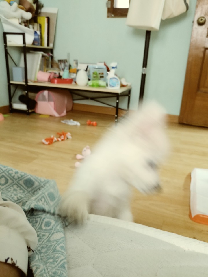 강아지의 다양한 표정을 같이 알아보자2 (feat.망한사진대잔치) | 인스티즈