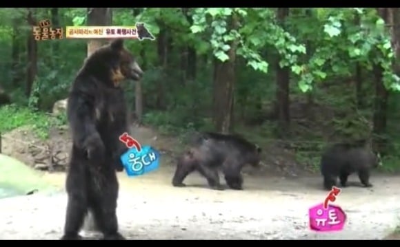 동물농장 - 공격당한 암컷 곰 | 인스티즈