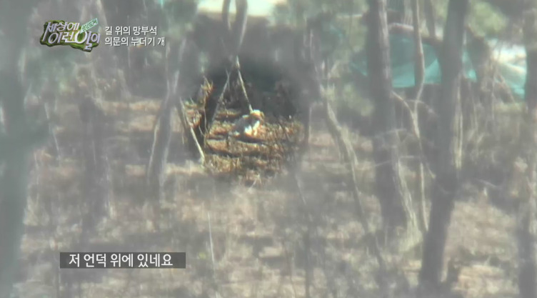 [세상에이런일이] 도로위에 망부석이 되서 주인을 기다리는 강아지.jpg | 인스티즈