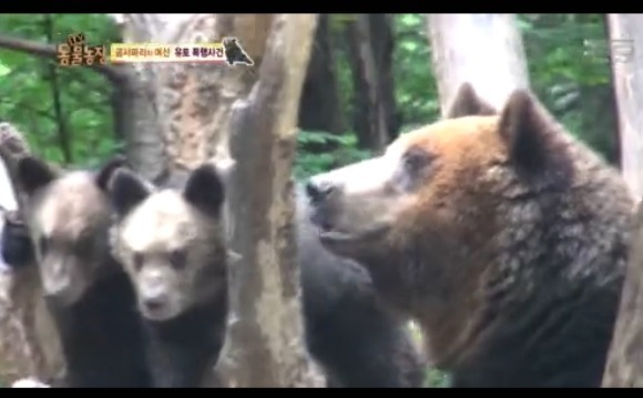 동물농장 - 공격당한 암컷 곰 | 인스티즈