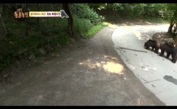 동물농장 - 공격당한 암컷 곰 | 인스티즈