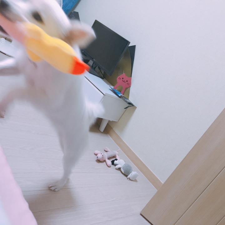 강아지의 다양한 표정을 같이 알아보자2 (feat.망한사진대잔치) | 인스티즈