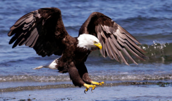 우리가 아는 공룡의 모습은 진짜일까? .jpg | 인스티즈