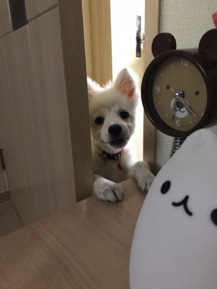 강아지의 다양한 표정을 같이 알아보자2 (feat.망한사진대잔치) | 인스티즈