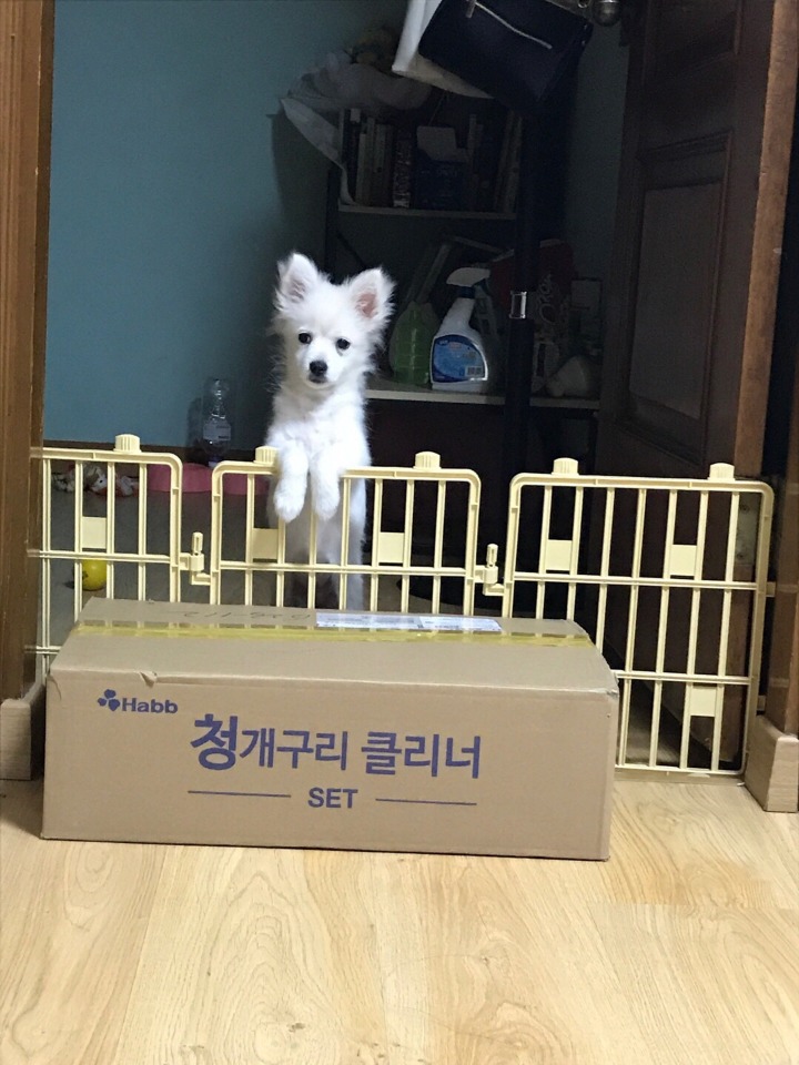 강아지의 다양한 표정을 같이 알아보자2 (feat.망한사진대잔치) | 인스티즈