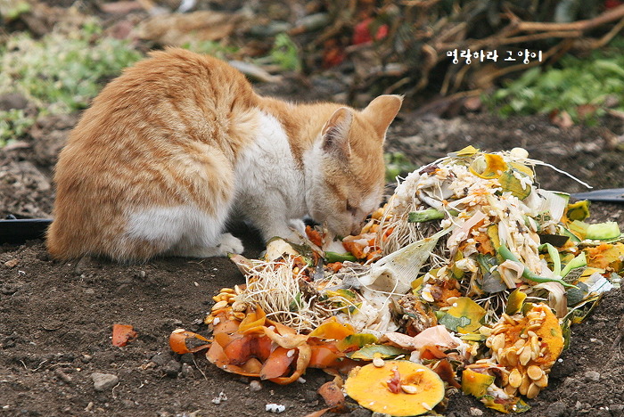 엄동설한에 총각무 나눠먹는 고양이 | 인스티즈
